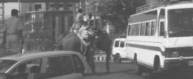 Elephant in the city