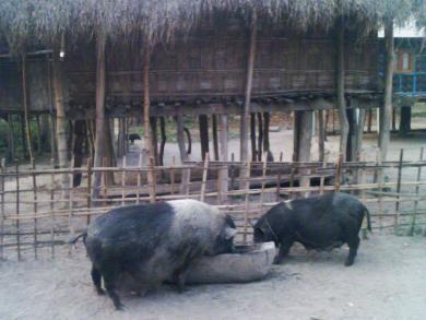 meshing_pigs