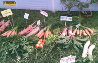 flower_show