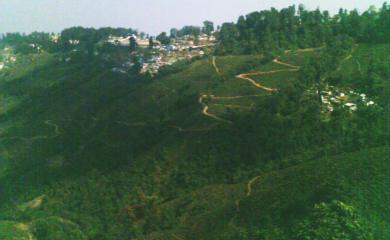 lebong_tea_plantation.jpg