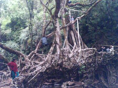 The team climbing the rootbridge