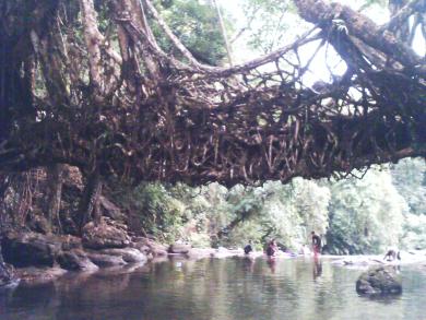  the rootbridge