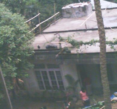 pet_hornbill