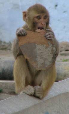 monkey