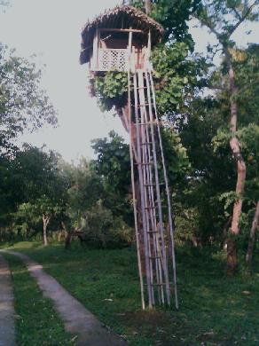 Treehouse in Ecolology Park