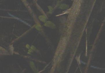 snake