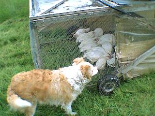 Moving the mobile coop Abby stops the chooks escaping