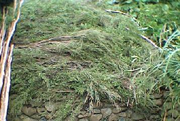 Macrocarpa now covering the cellar