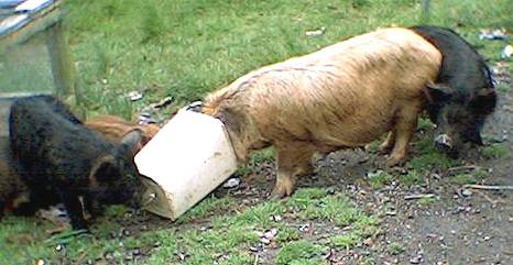 Pigs feeding