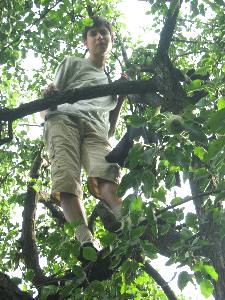 treeboy in the pear garden