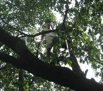 treeboy in the pear garden